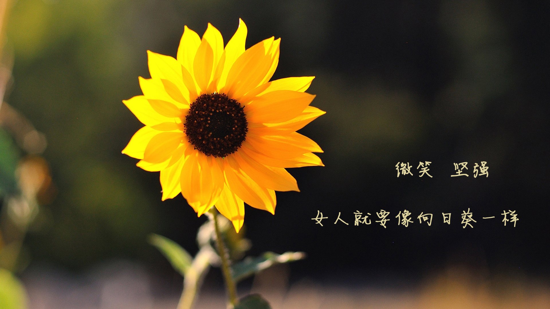 伤病潮席卷联赛：谁将成为最大受害者？，伤病连什么意思