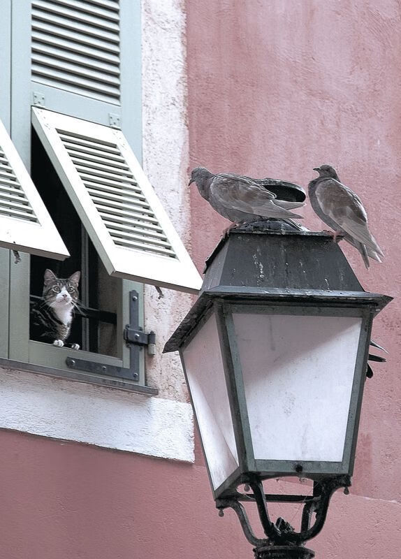 九游娱乐官网 (jiuyou)-今年联盟“三分命中率”排名都有哪些令人惊喜的队伍？，nba联盟三分命中率第一