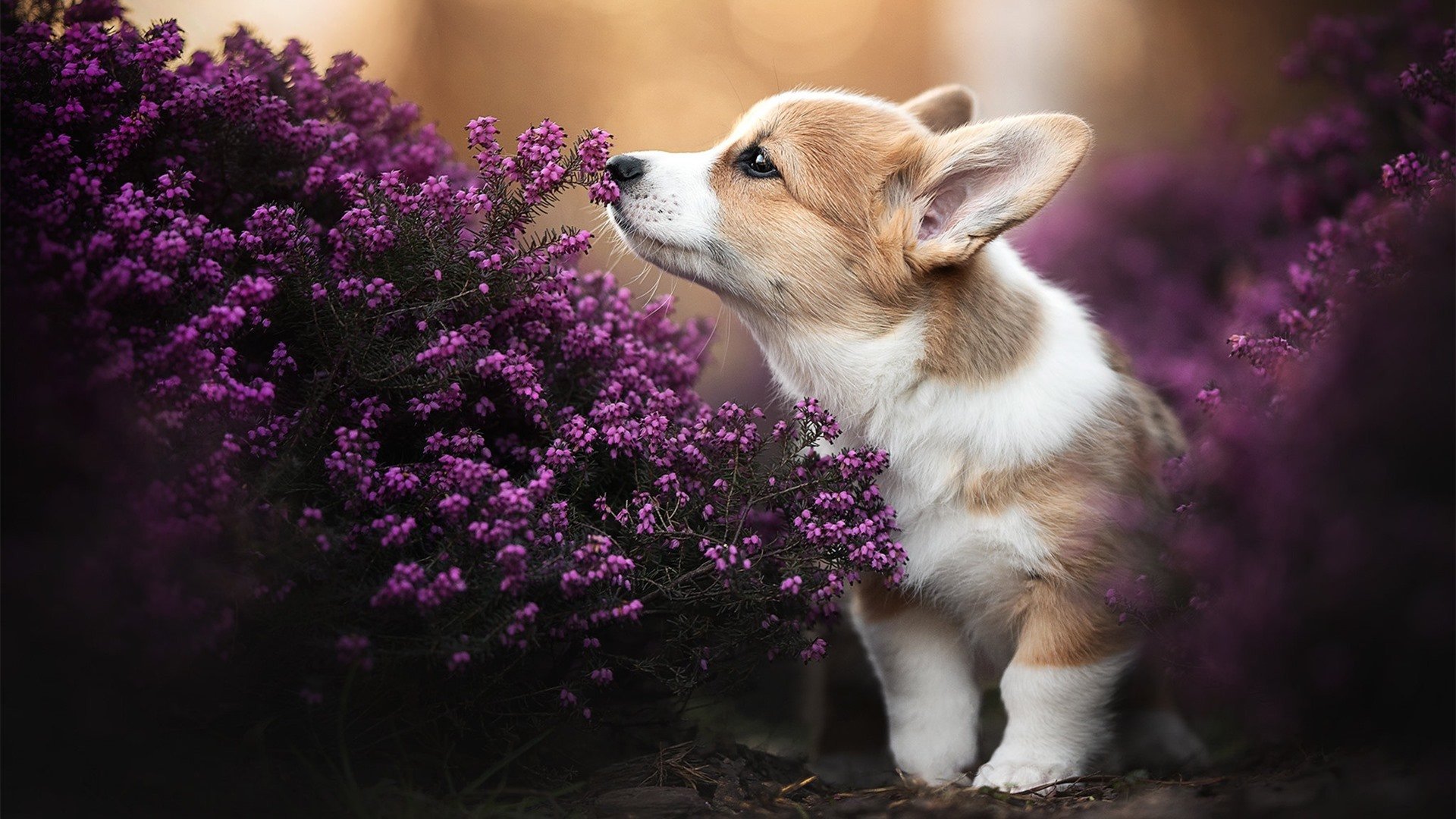 九游娱乐-史上最“燃”季后赛夜战，哪一场成为经典？，季后赛饭堂夜